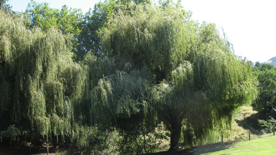 Breakfast outlook of the Willow trees
