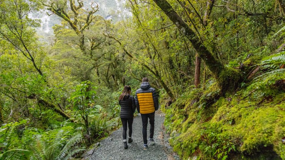 Fiordland National Park - short nature walk through the native Beech forrest