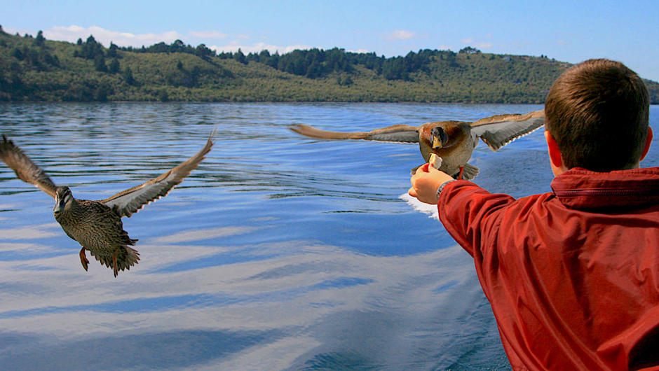 Feed the flying locals as they zoom past the boat!  Chris Jolly Outdoors have set the tour up so there is plenty for the kids to do!  Drive the boat with the Skipper, enjoy the treasure hunt on board, or join in with helping the crew! See the Maori Rock C