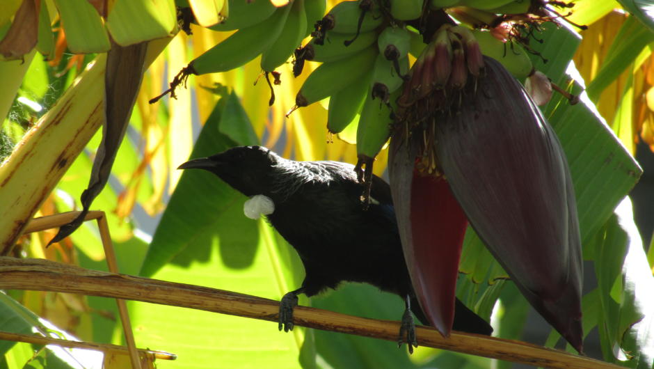 A resident Tui at Anchorage Motel