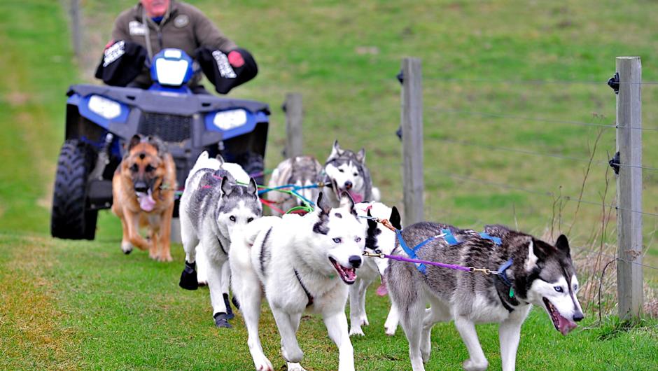 Demonstration run Steve on bike with 8 dogs. Tor and Frankie in front , second row Nina and River, third row Sarg and Hawk, fourth row Kobe the German Shepherd and Squaw