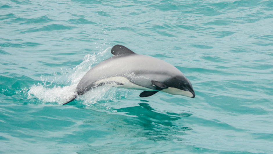 A Hector&#039;s dolphin jumping.