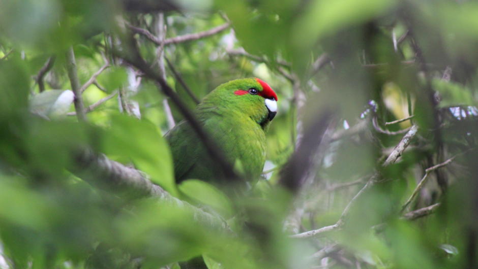 The native birds are stunning, here is our kakariki simply stunning