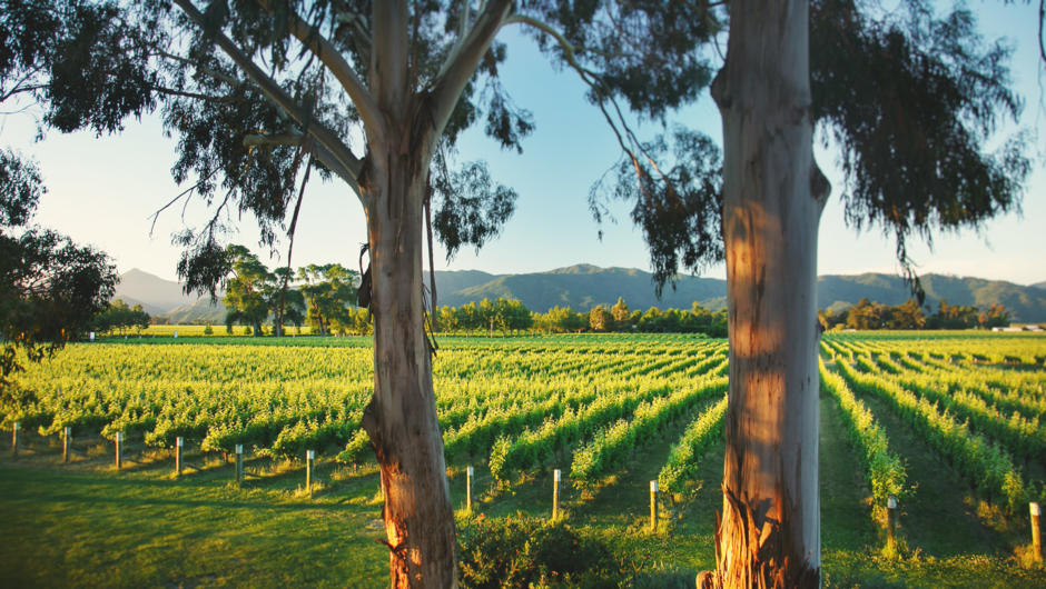 Cloudy Bay Vineyard, Cellar Door, Marlborough Wine