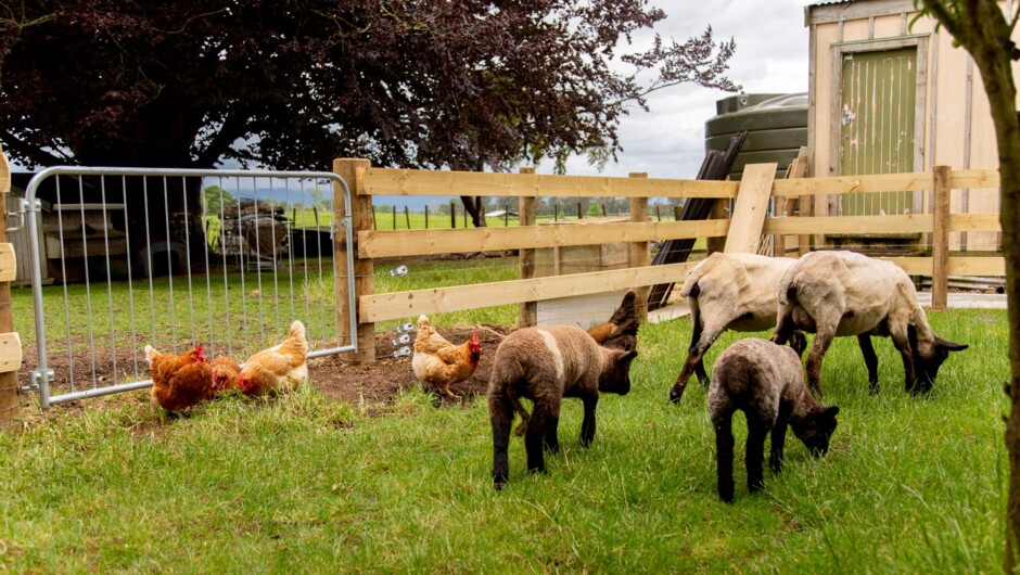 At Villa Walton we offer plenty of farm animals for you to enjoy such as our friendly pet sheep and chickens.