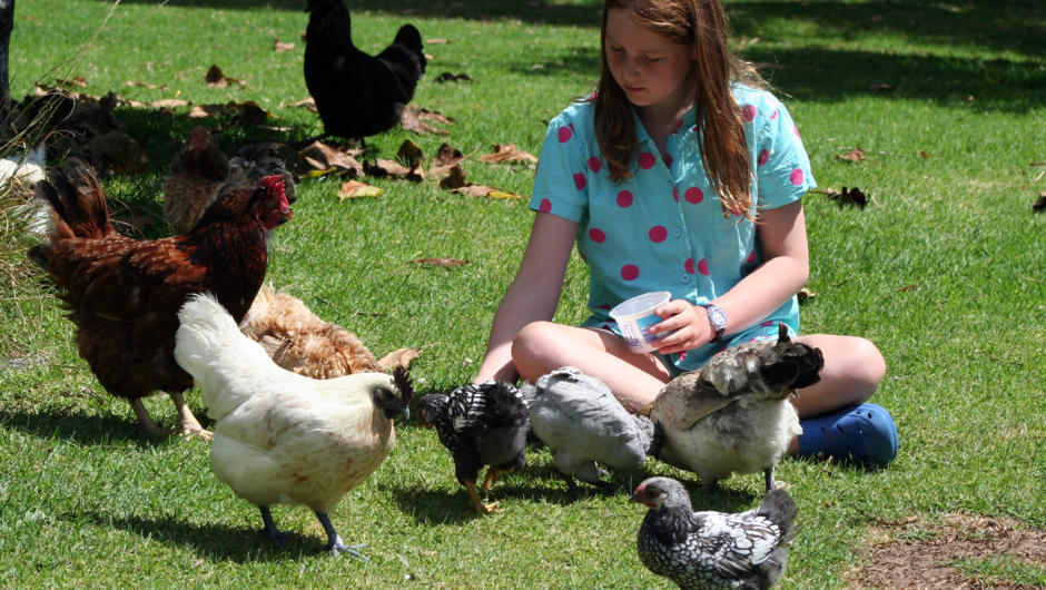Children and adults alike love feeding the birds and watching them peck and play.