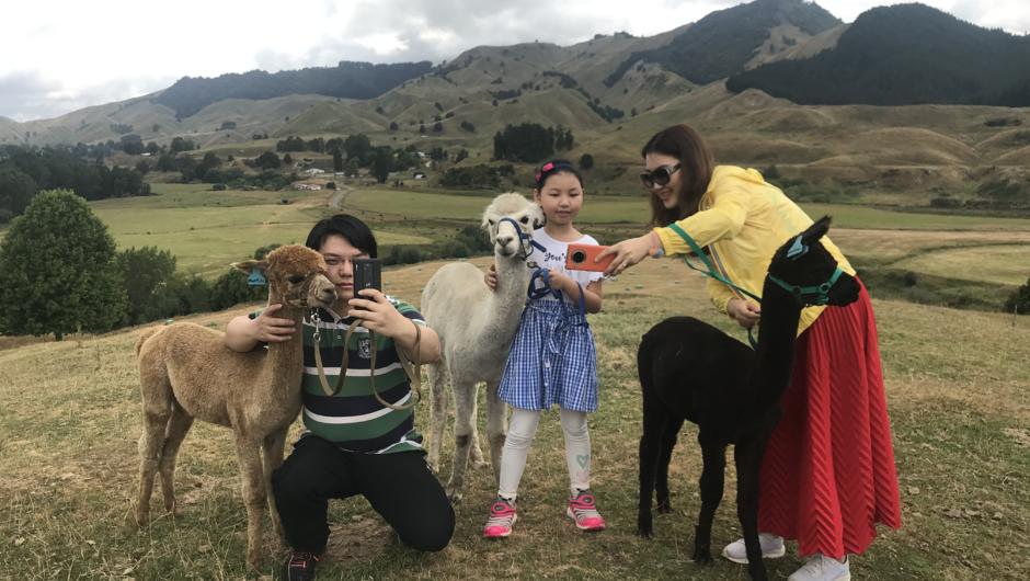 Getting the perfect alpaca selfie
