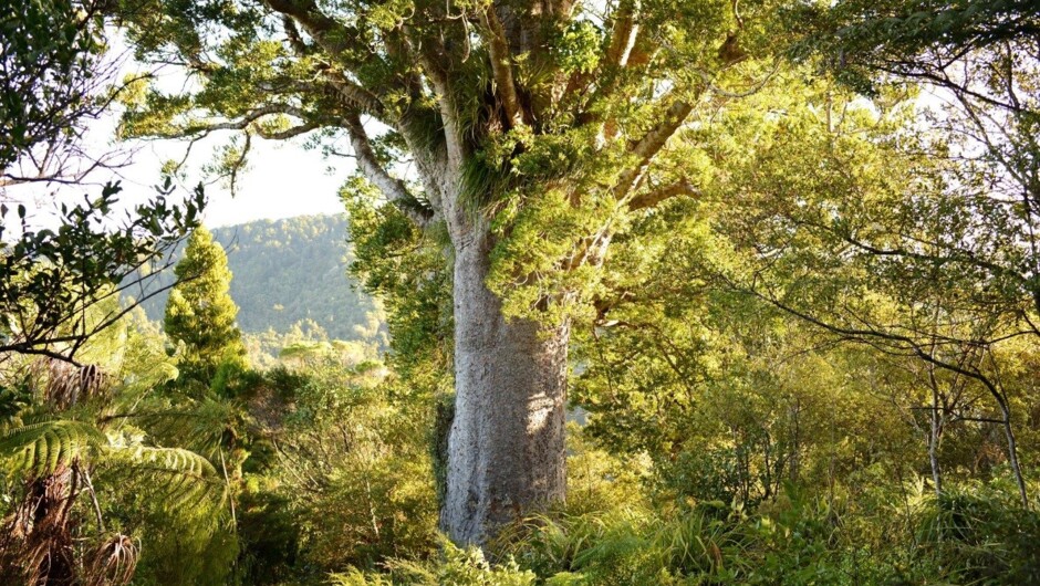 The majestic Kauri Grove