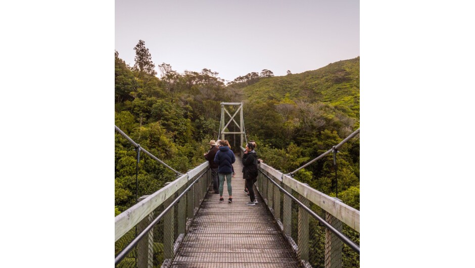 The suspension bridge at ZEALANDIA.