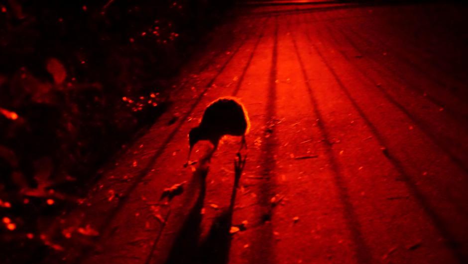 Little Spotted Kiwi on the tracks at night.