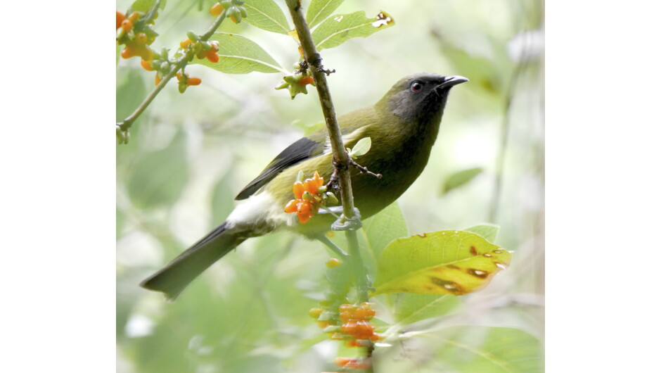 Bellbird singing in the trees