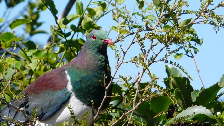 Bellbird singing in the trees