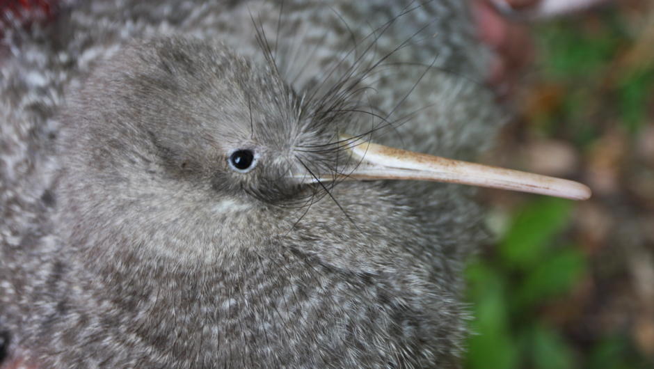 ZEALANDIA is home to over 150 Little Spotted Kiwi