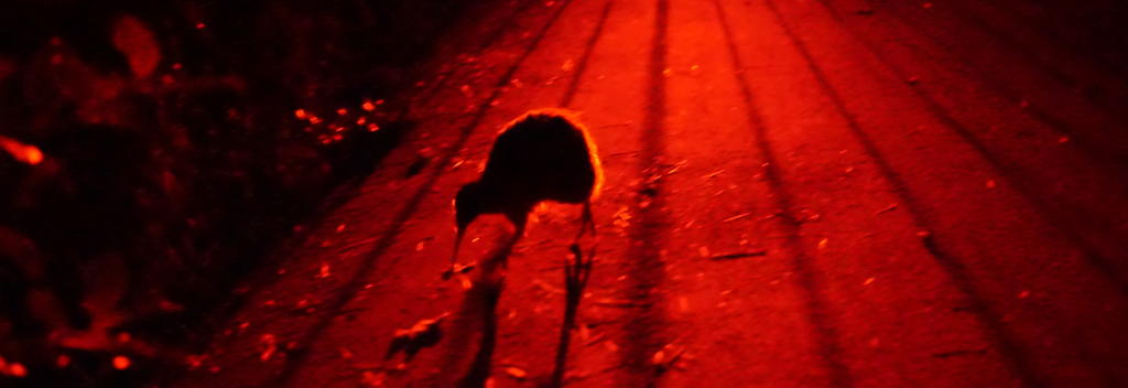 Kiwi sightings at night at Zealandia