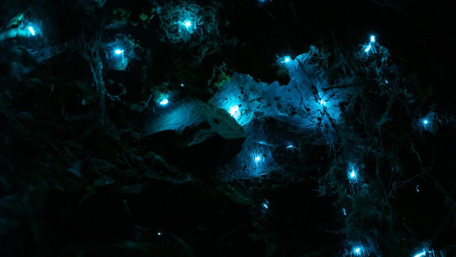 Check out the glow worms living along the wetlands areas at ZEALANDIA.