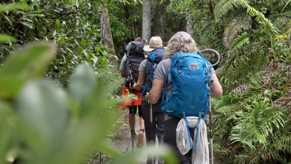 Hike alongside the beautifully clear Lake Tarawera, enjoying the shade that towering tree ferns.