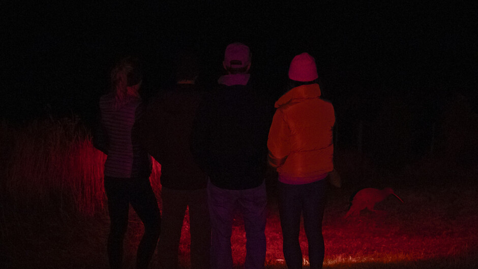 Small group viewing Stewart Island Brown Kiwi at Mamaku Point Conservation Reserve