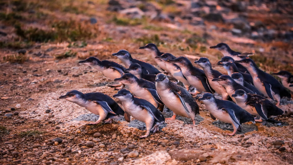 Little blue penguins coming ashore at dusk.