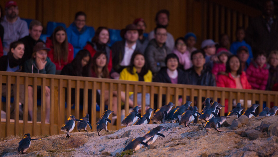 Watch the little blue penguins from only a few meters.