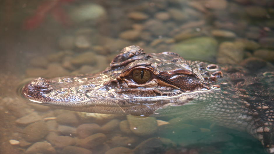 One of our Alligators having a cheeky swim