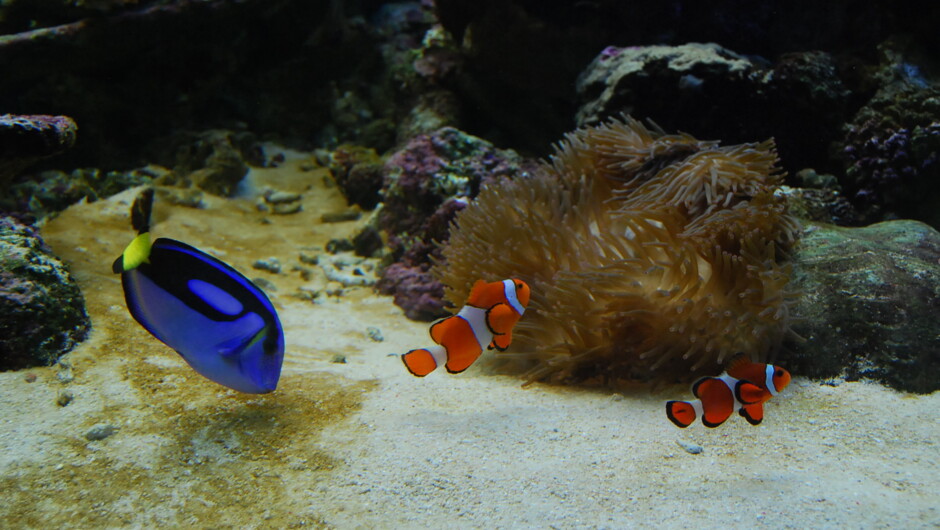 Find nemo in our aquarium