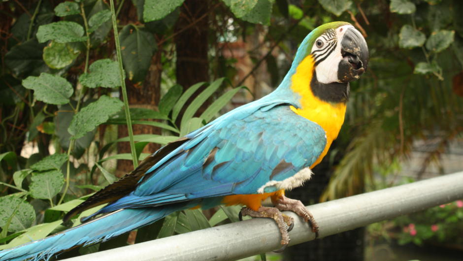 Maya our Blue &amp; Gold Macaw