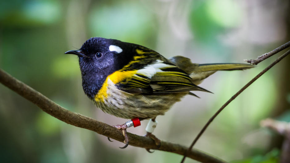 See and hear the story of the incredible hihi / stictchbird. Their call is a distinct “stitch” and gives them their English name, stitchbird.