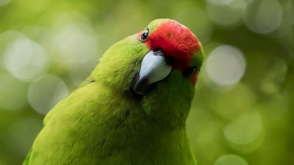 Visit ZEALANDIA Ecosanctuary located only 10 minutes drive from the Wellington CBD. Look out for these friendly birds, the kākāriki, the brightest bird in the bush, these colourful members of the parrot family are now rare on mainland New Zealand. They’re