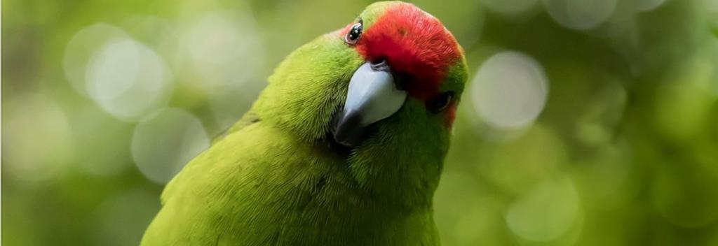 Visit ZEALANDIA Ecosanctuary located only 10 minutes drive from the Wellington CBD. Look out for these friendly birds, the kākāriki, the brightest bird in the bush, these colourful members of the parrot family are now rare on mainland New Zealand. They’re