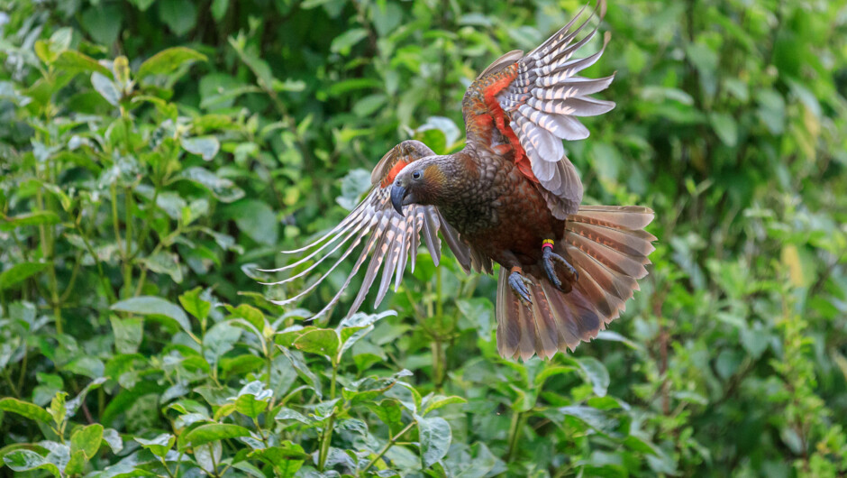 See the kākā take flight at ZEALANDIA Ecosanctuary. This forest-dwelling parrot is a cousin of the mischievous alpine parrot, the kea, and is one of the most visible and engaging birds at the sanctuary.