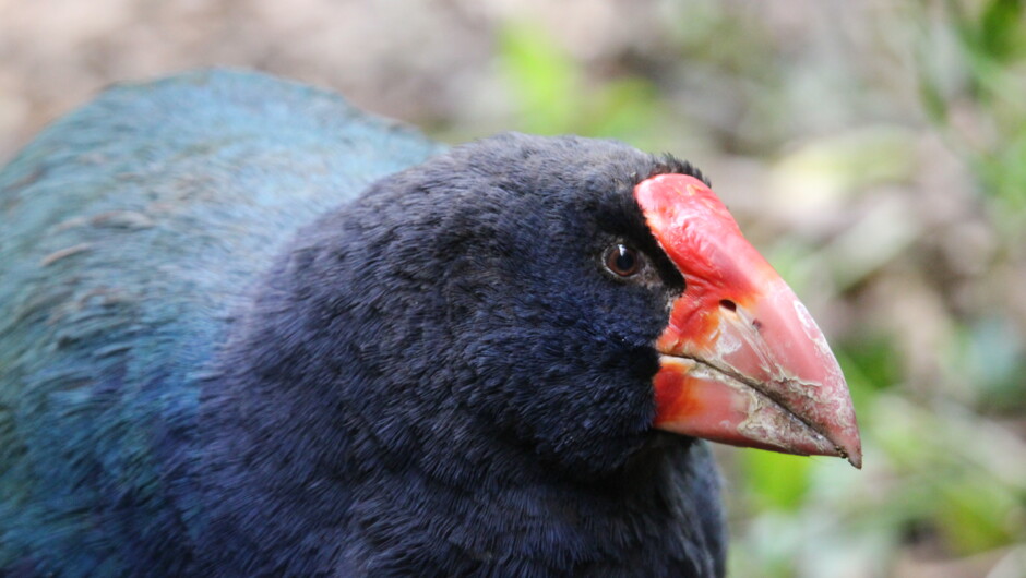 Visit ZEALANDIA Ecosanctuary and discover the takahē, once thought extinct these magnificent birds were rediscovered in the 1940s.