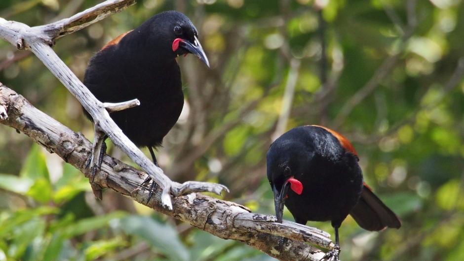 See the tīeke/saddleback at ZEALANDIA, one of New Zealand’s greatest conservation success stories.