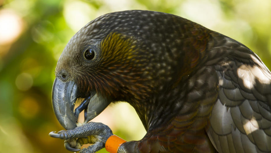 See the kākā as they return to the sanctuary to settle in for the night. This forest-dwelling parrot is a cousin of the mischievous alpine parrot, the kea, and is one of our most visible and engaging birds.