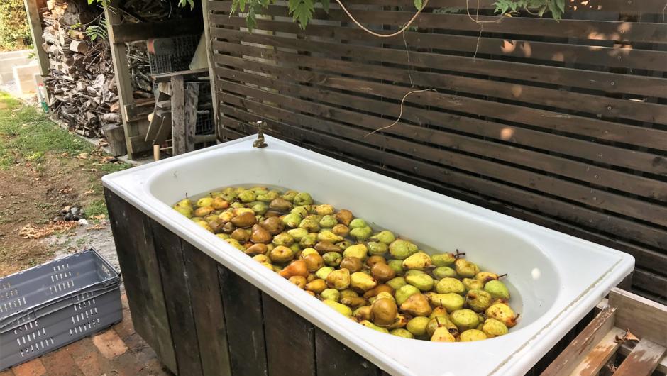 Washing pears for a batch of Perry