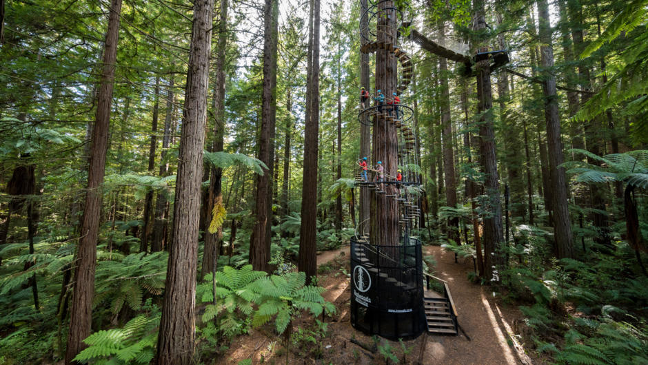 Begin the adventure by ascending into the Redwoods forest canopy via a towering spiral staircase.