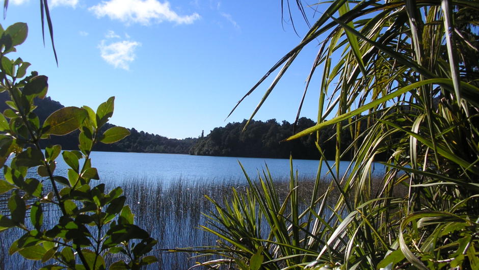 Lake Rotopounamu Forest