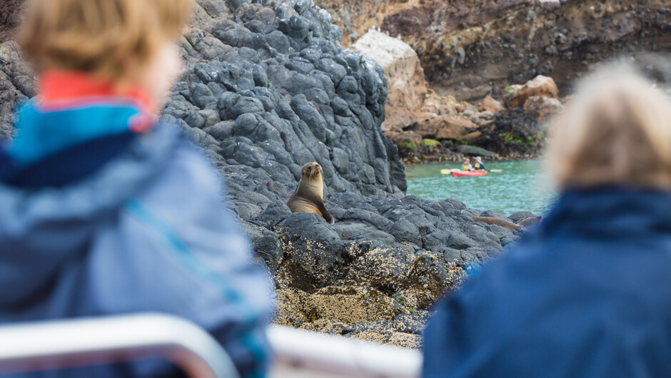 Guests getting close to a New Zealand Fur Seal pup at Taiaroa Head