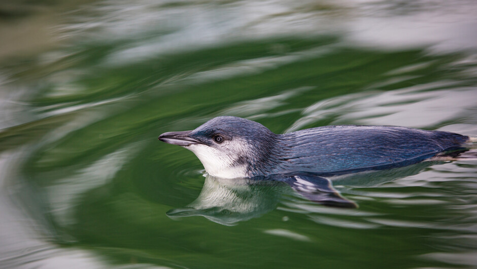 A Little Blue Penguin photographed swimming next to the boat.