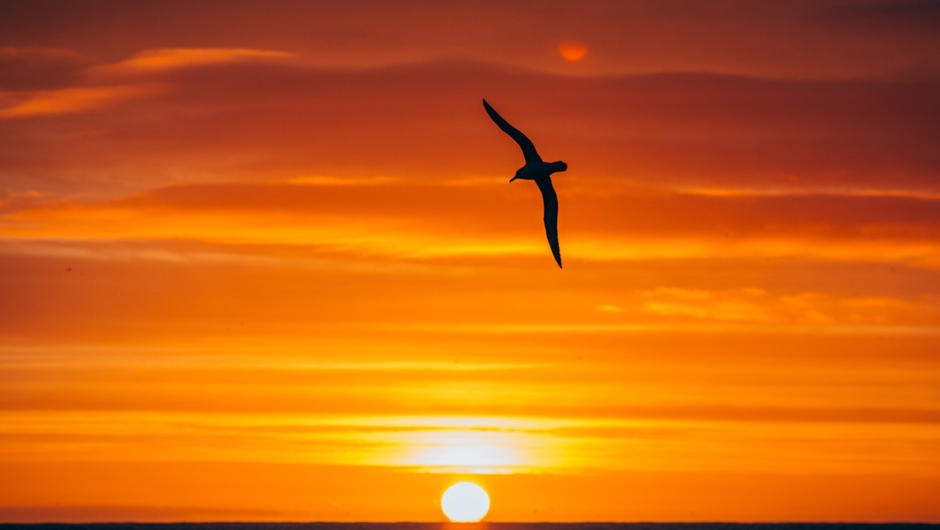 A Bullers Albatross soars above the sun during a special Sunrise Cruise.
