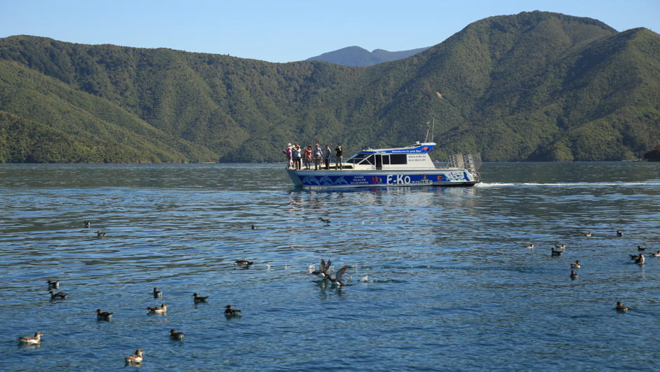 E-Ko Tours Boat on the Calm water of the Marlborough Sounds