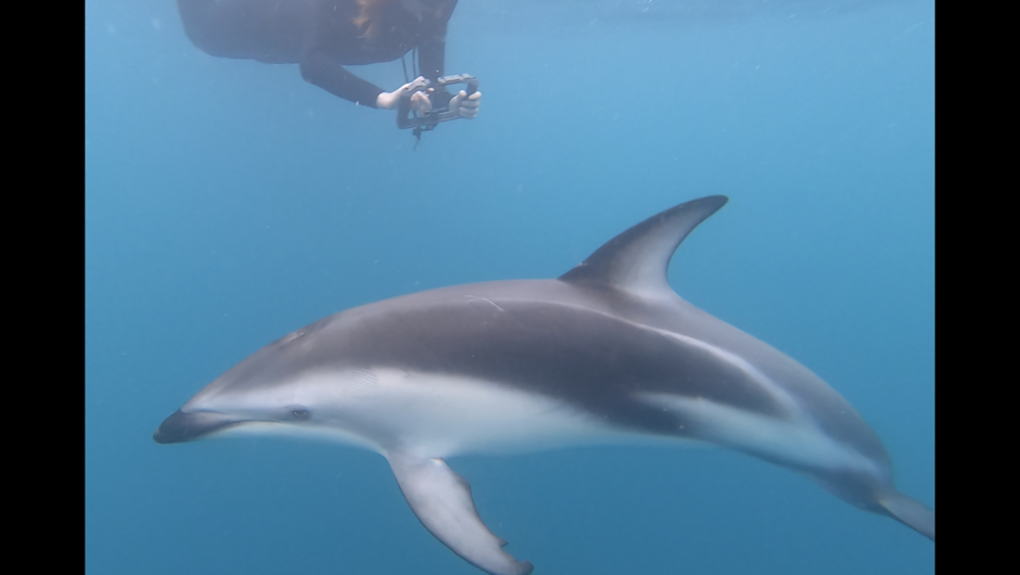 Dolphin Swimming - Dusky Dolphins
