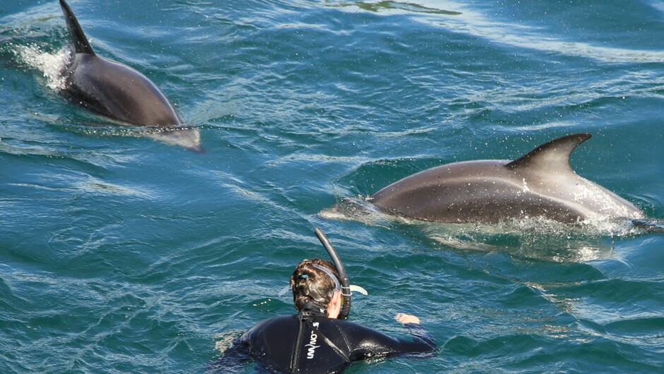 Dolphin Swimming - Dusky Dolphins