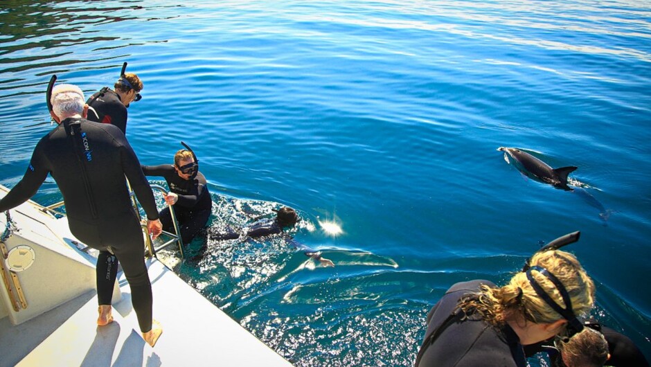 Dolphin Swimming