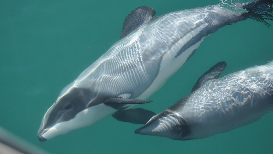 Hector Dolphins