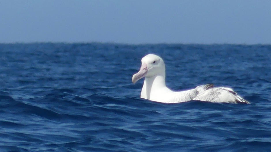 A Southern Royal Albatross