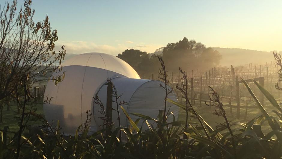 Bubble Tent is located in the vineyard