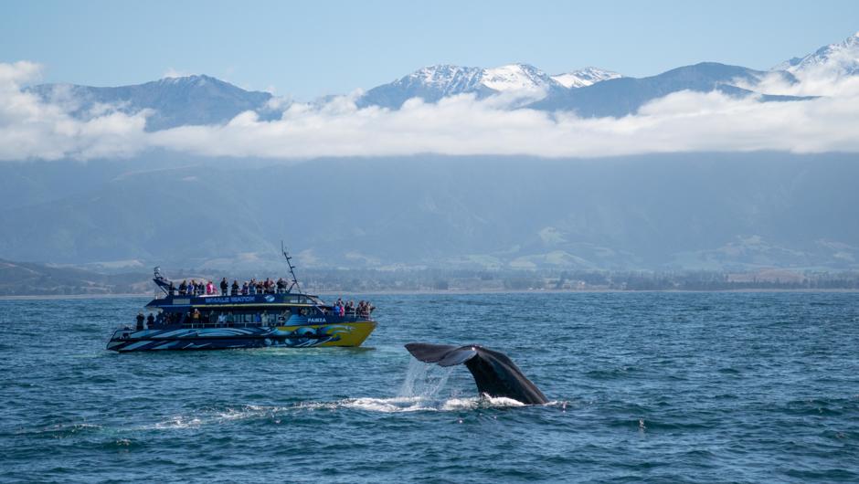 Sperm Whale and Whale Watch Boat