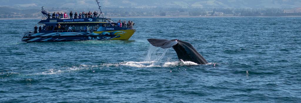 향유고래와 고래 관광 보트