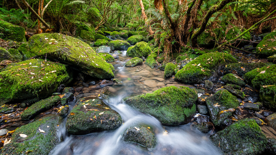 Native forest in Dunedin