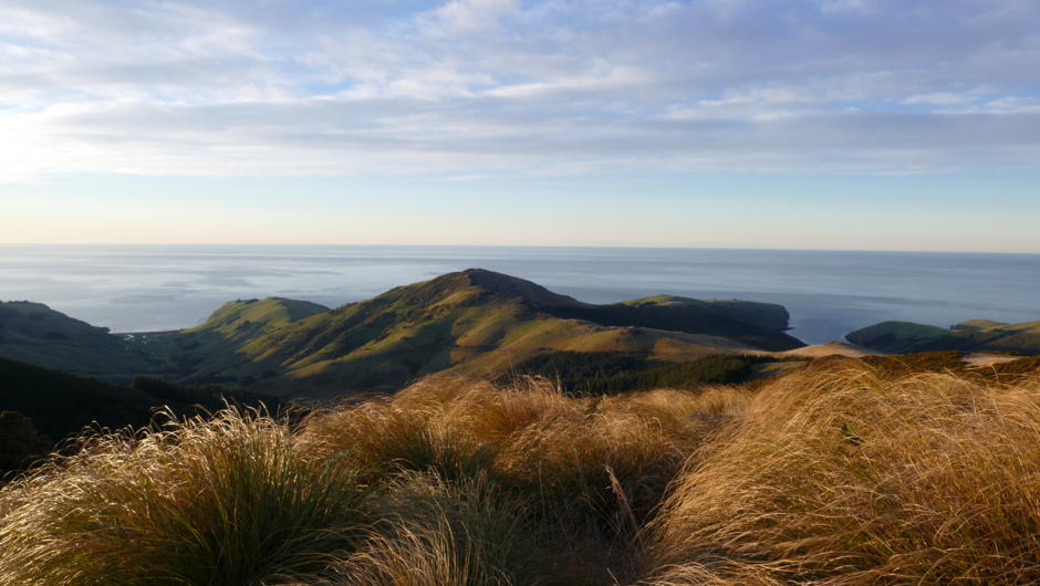The Wildside, part of the Pest Free Banks Peninsula projects and Hinewai Reserve. Marie Haley grew up in this rugged New Zealand environment and has generations of stories to help you understand the ecological history of Banks Peninsula.